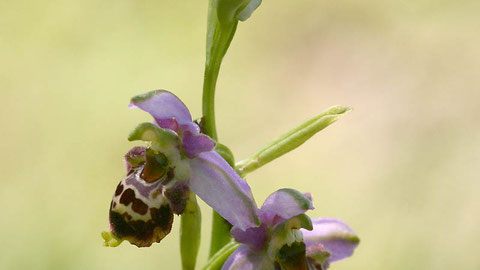 A la découverte des orchidées du Grésivaudan